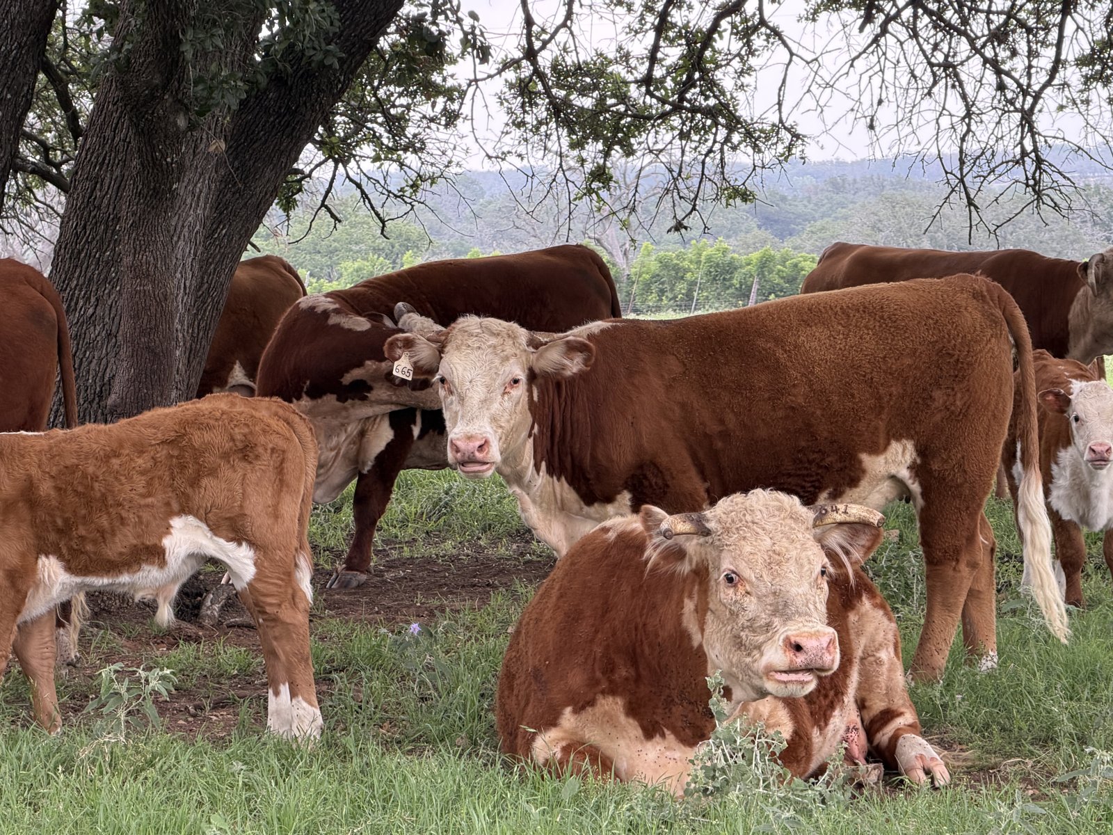 A herd of Hereford cattle grazing under the oak trees at the LBJ Ranch in the Texas Hill Country.