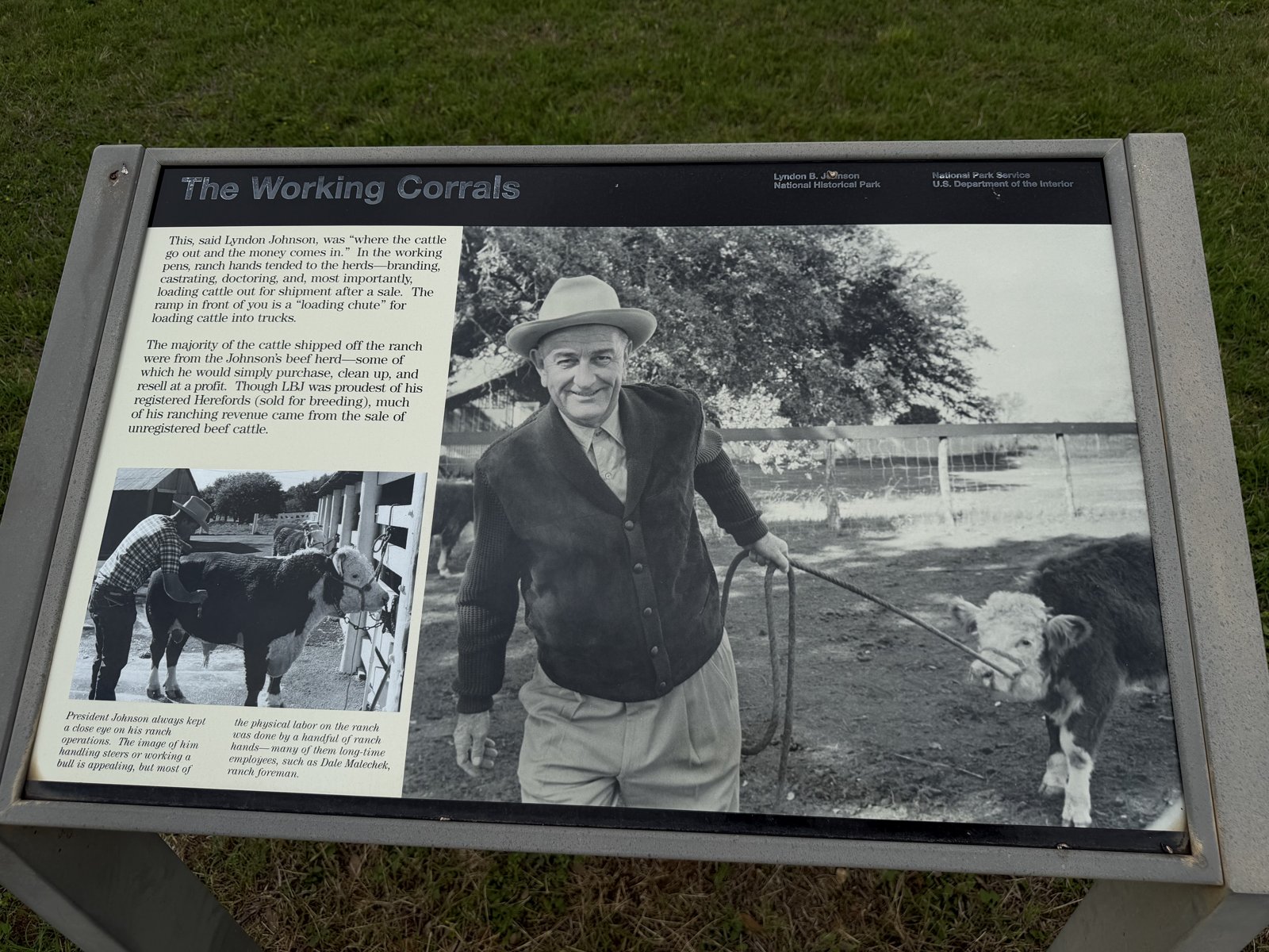 A 'Working Corrals' interpretive sign at the LBJ Ranch showing President Lyndon B. Johnson with cattle.